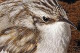 Brown Creeper Closeup_DSCF01277